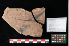 Foto (Objekt + Etikett) von Cathaya sp. (NHMW-GEO-2024-0188-0343)